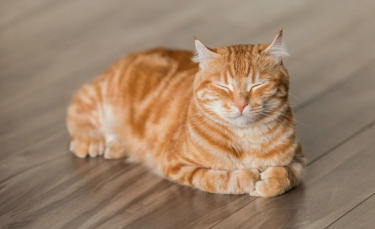 Illustration : "20 chats dont les habitudes de repos sont tellement craquantes qu'on les mangerait ! "