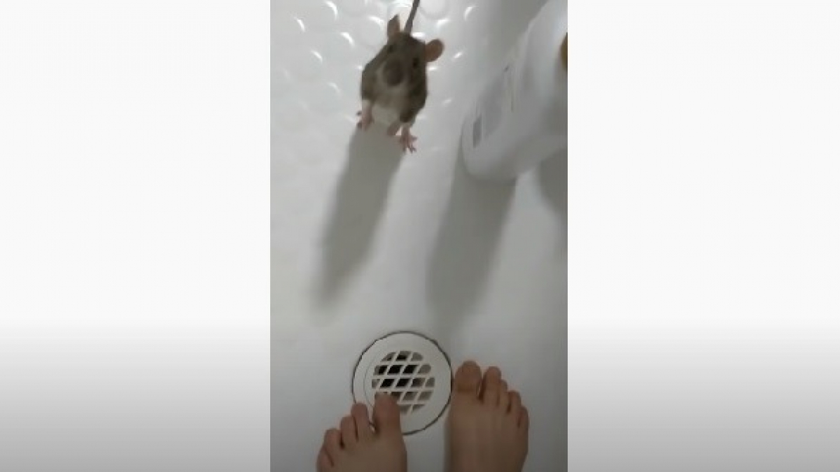 Illustration : "Un rat hyperattaché à sa maîtresse l'empêche de prendre une douche seule et tente par tous les moyens de s'y introduire ! (Vidéo)"