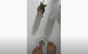 Illustration : "Un rat hyperattaché à sa maîtresse l'empêche de prendre une douche seule et tente par tous les moyens de s'y introduire ! (Vidéo)"