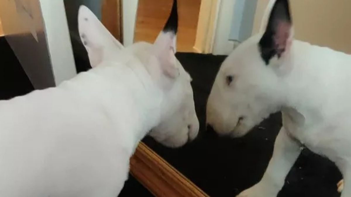 Illustration : "15 chiens face au miroir pour la première fois qui découvrent l'ampleur de leur beauté naturelle ! "