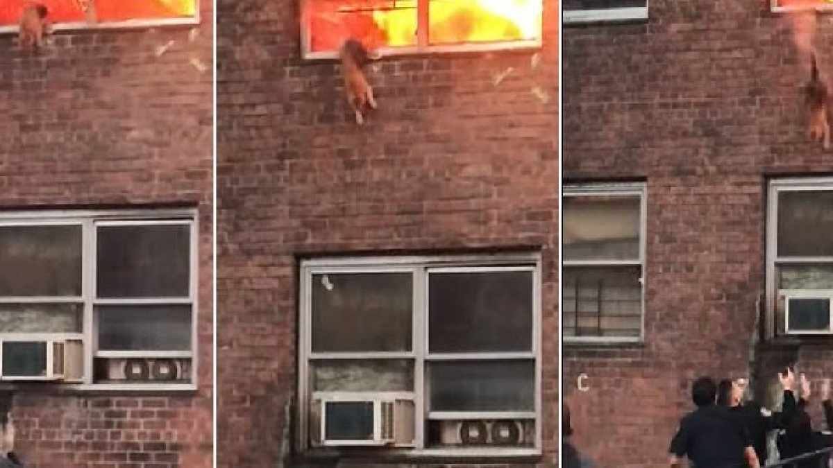 Illustration : "Un chat pris au piège dans l'incendie d'un appartement saute du deuxième étage pour atterrir dans les bras des secours (Vidéo)"