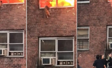 Illustration : "Un chat pris au piège dans l'incendie d'un appartement saute du deuxième étage pour atterrir dans les bras des secours (Vidéo)"