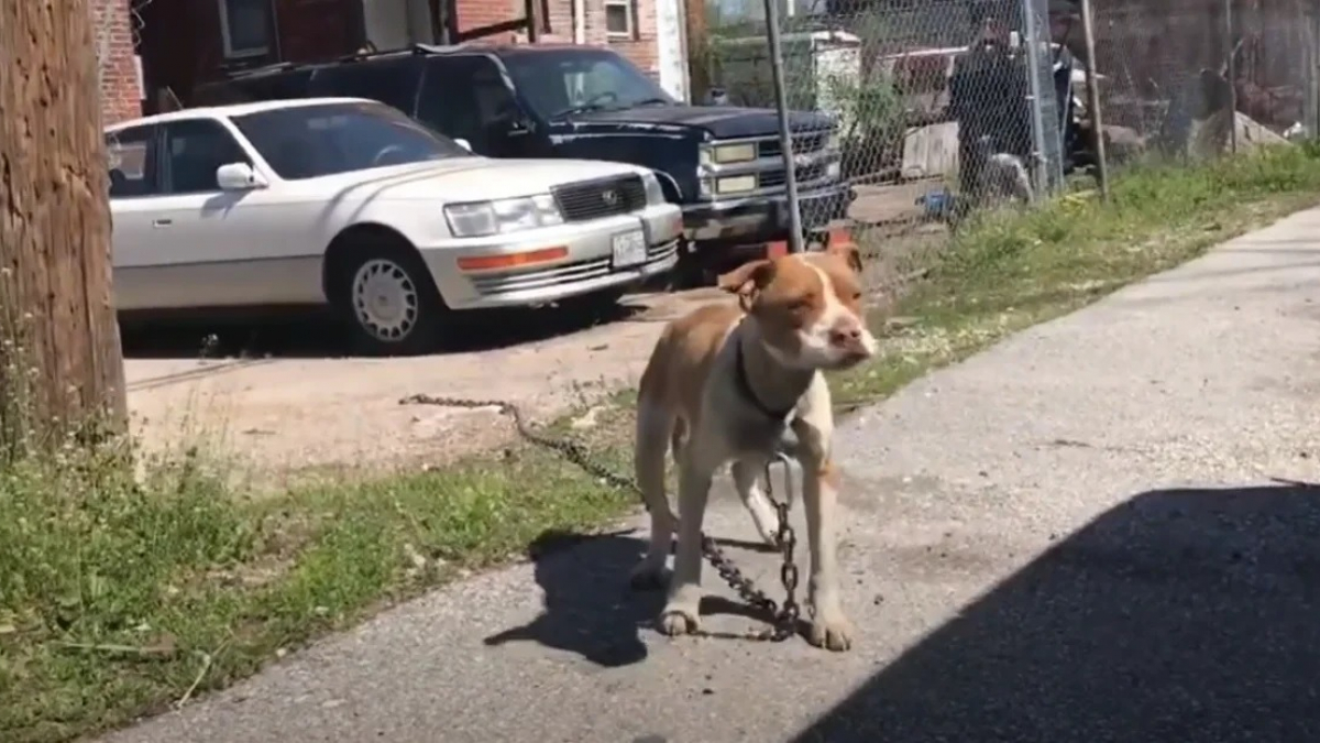 Illustration : "Attachée à un grillage, une chienne abandonnée et affamée découvre le bonheur grâce aux membres d'une association"