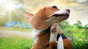Illustration : La prévention des morsures de tiques et de puces chez le chien, c’est aussi en automne