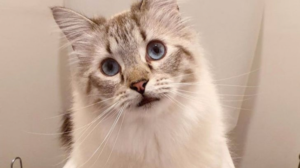 Illustration : "20 chats totalement gâtés qui ont un véritable impact sur le comportement de leurs propriétaires"