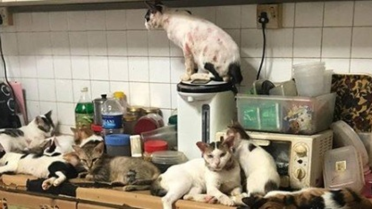 Illustration : "Débordé par la quarantaine de chats dans son foyer, un propriétaire réclame le soutien d'une association pour les sauver "