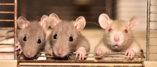 Illustration : "Les rats seraient capables de distinguer les congénères affamés des autres pour mieux leur venir en aide "