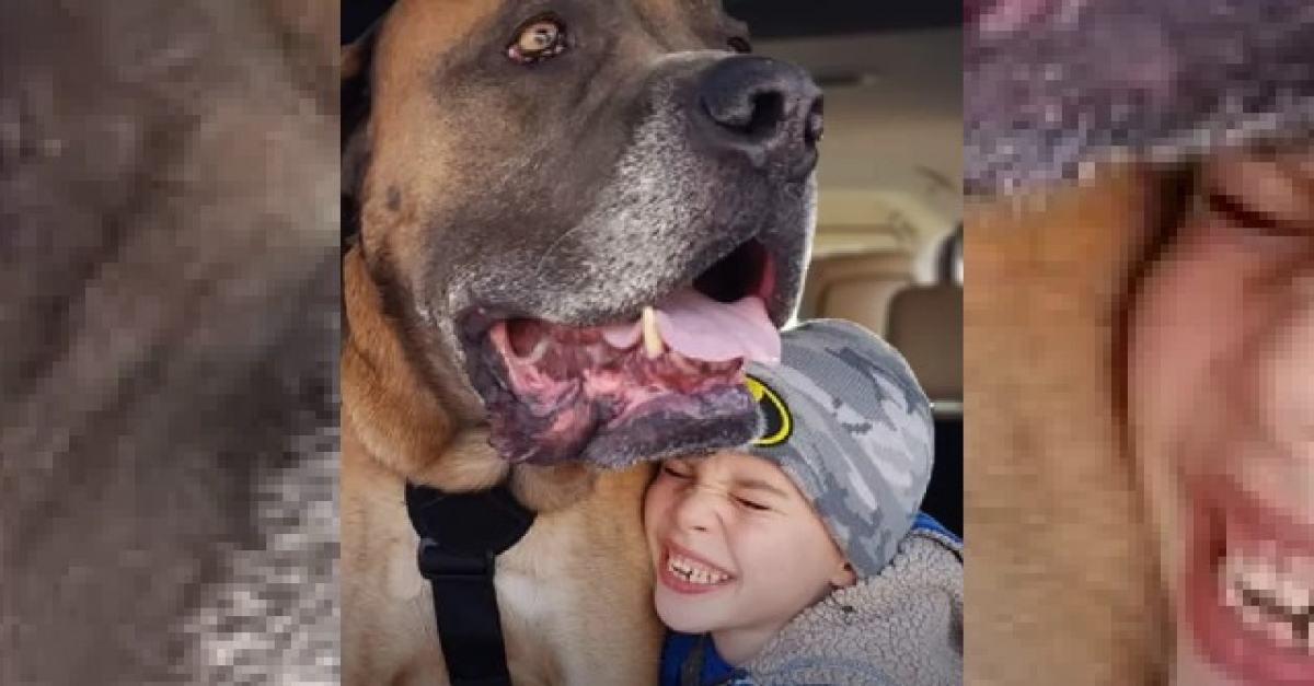 Connaitre Ses Origines Grace Au Nom De Famille Paralysé suite à une opération ratée, un chien tétraplégique réapprend