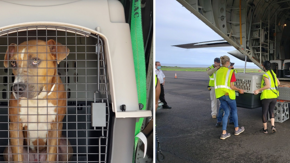 Illustration : "Un sauvetage de 600 chiens et chats par avion depuis les refuges de Hawaï vers Seattle : 