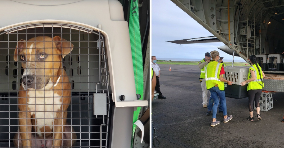 Un sauvetage de 600 chiens et chats par avion depuis les