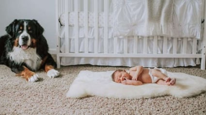 Illustration : Chaque soir depuis la naissance du bébé de la famille, ce chien s'assure que rien ne lui arrive pendant son sommeil