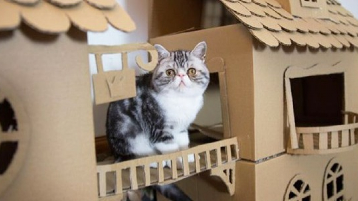 Illustration : "17 photos de forteresses pour chats construites avec de simples boîtes en carton !"