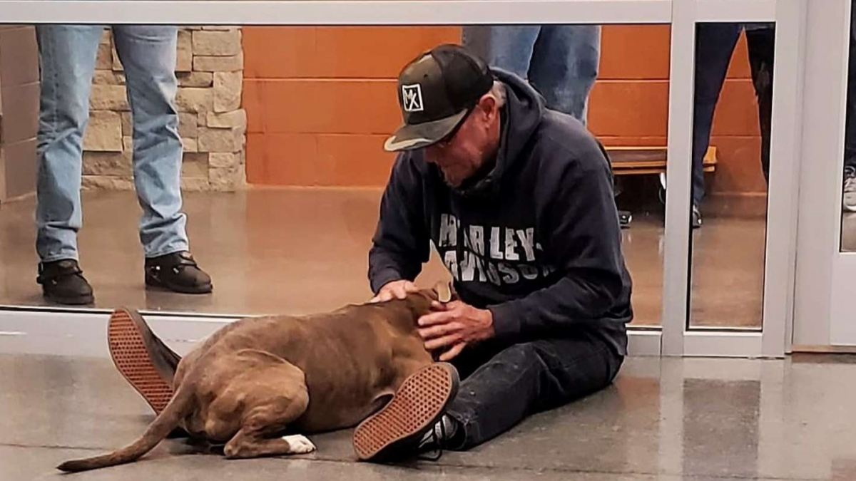 Illustration : "Ému, un propriétaire fond en larmes quand il retrouve son chien grâce à une vidéo d'adoption après 200 jours de recherches ! (Vidéo)"