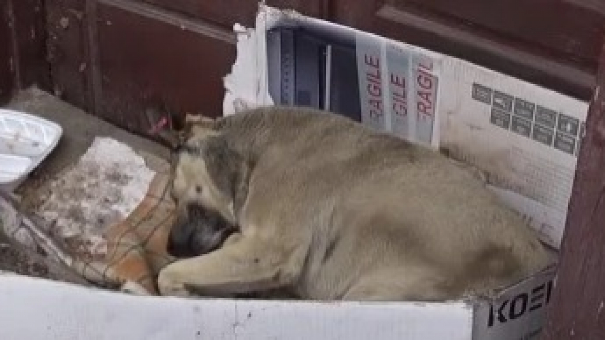 Illustration : "Émue par le sort d'un chien errant vivant sur une pile de carton depuis 6 ans, elle stoppe ses vacances pour lui venir en aide ! "