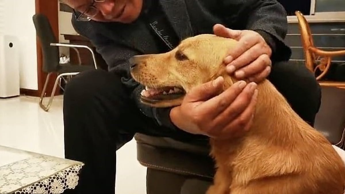 Illustration : "Anxieux à l'idée d'être séparé de ses parents, ce Golden Retriever parcourt 100 kilomètres en deux semaines pour les retrouver ! "