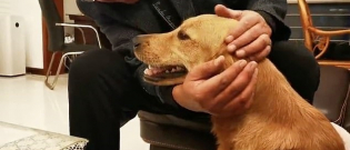 Illustration : "Anxieux à l'idée d'être séparé de ses parents, ce Golden Retriever parcourt 100 kilomètres en deux semaines pour les retrouver ! "