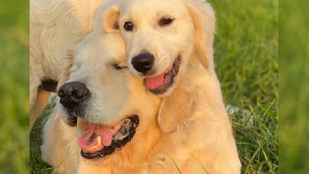 Illustration : "Un Golden Retriever aveugle redécouvre la vie grâce à l'amour et au soutien du nouveau chiot de la famille "