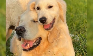 Illustration : "Un Golden Retriever aveugle redécouvre la vie grâce à l'amour et au soutien du nouveau chiot de la famille "