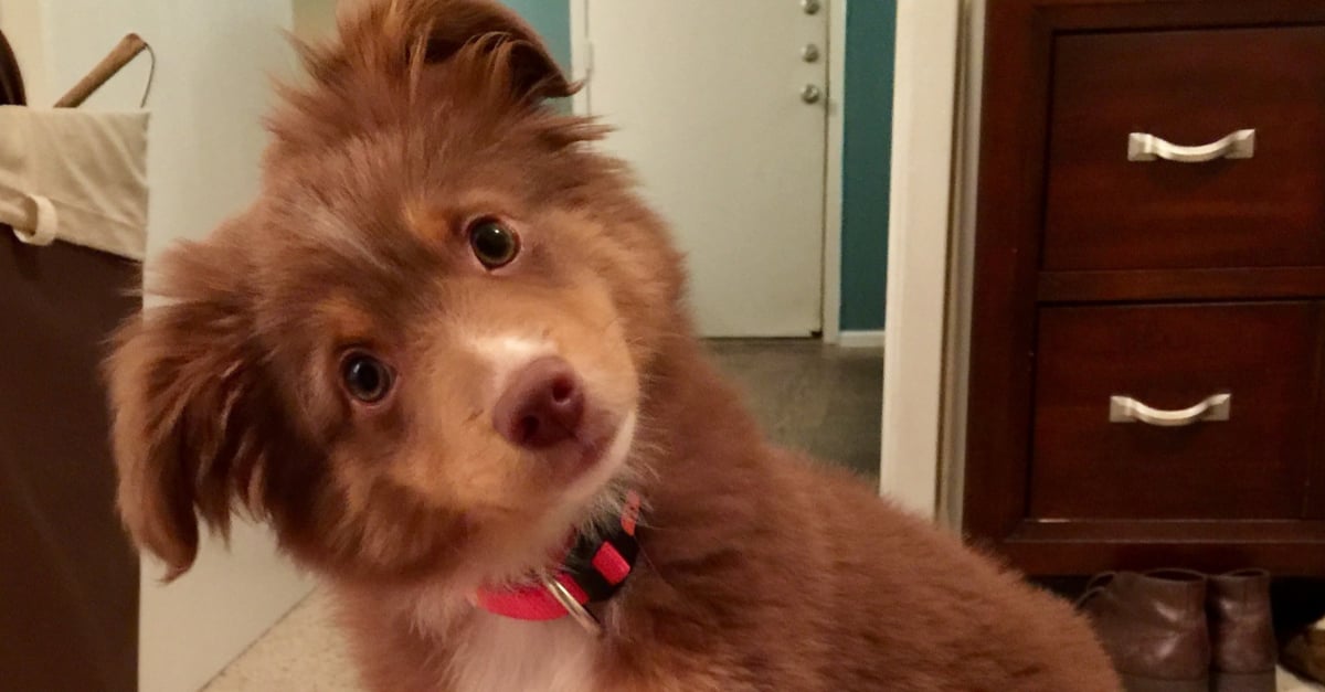 13 Chiots Dont Les Regards Coquins Feraient Craquer N Importe Quel Amoureux Des Animaux