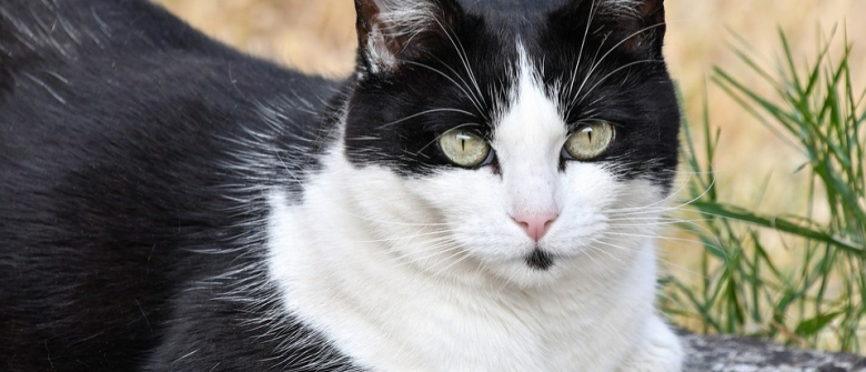 Inconsolable Ce Chat Se Rend Chaque Matin Sur La Tombe De Son Maitre Decede Il Y A 2 Ans