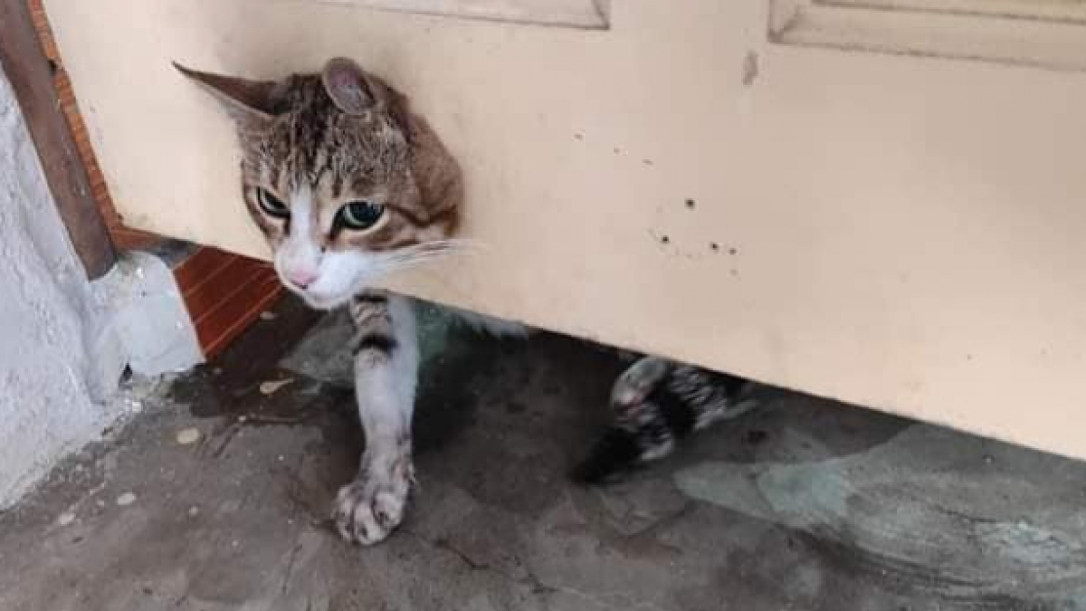 Illustration : "Une équipe de secouristes intervient et prend en charge un chat curieux dont la tête est coincée dans une porte ! "