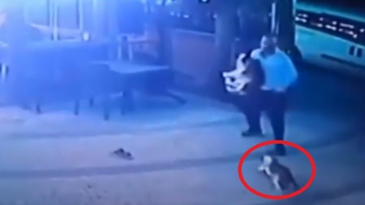 Illustration : "Victime de l'attaque violente d'un chat en pleine rue, il tente de sauver son chien avant de fuir ! (Vidéo)"