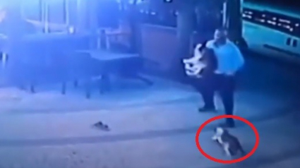 Illustration : Victime de l'attaque violente d'un chat en pleine rue, il tente de sauver son chien avant de fuir ! (Vidéo)