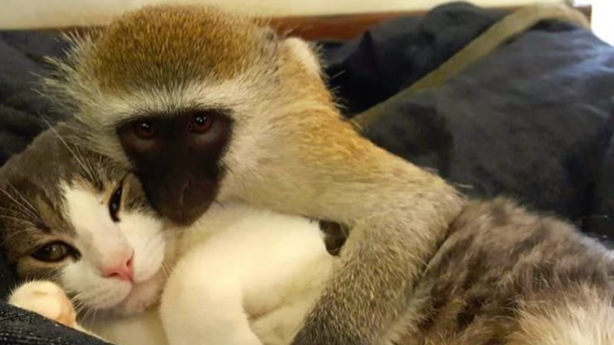 Illustration : "Un singe devient le meilleur ami de deux chats et un chien dans une ferme qui accueille les animaux orphelins !"