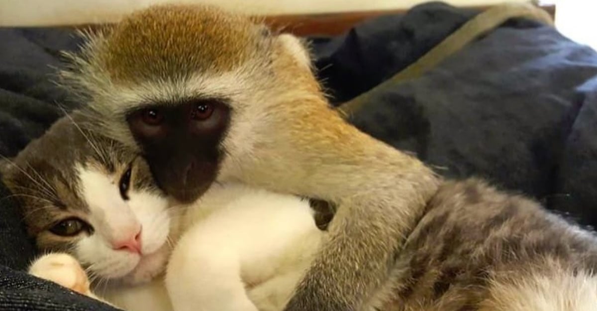 Un Singe Devient Le Meilleur Ami De Deux Chats Et Un Chien Dans Une Ferme Qui Accueille Les Animaux Orphelins Un Singe Devient Le Meilleur Ami De Deux Chats Et Un Chien Dans Une Ferme Qui Accueille Les Animaux Orphelins