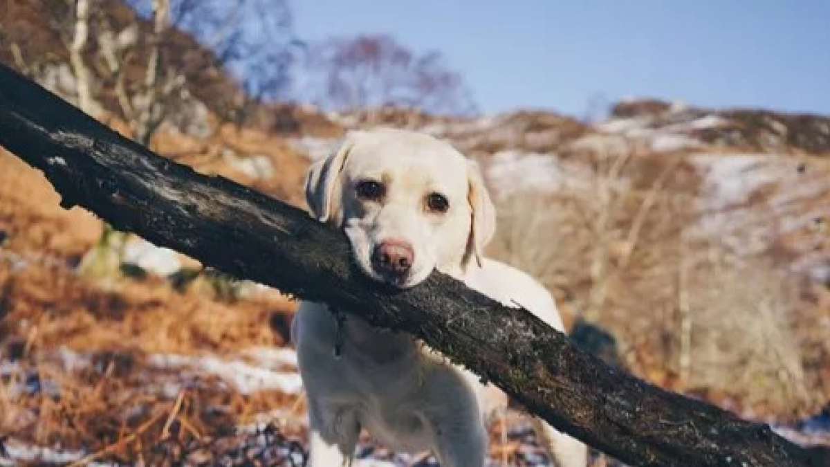 Illustration : "16 chiens qui ont les yeux plus gros que le ventre et qui n'ont pas l'air de s'en rendre compte !"