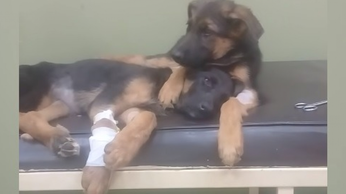 Illustration : "Ému par le sort de sa sœur touchée par une maladie mortelle, ce chiot Berger Allemand fait preuve d'une empathie hors-normes ! "