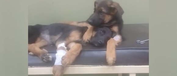 Illustration : "Ému par le sort de sa sœur touchée par une maladie mortelle, ce chiot Berger Allemand fait preuve d'une empathie hors-normes ! "