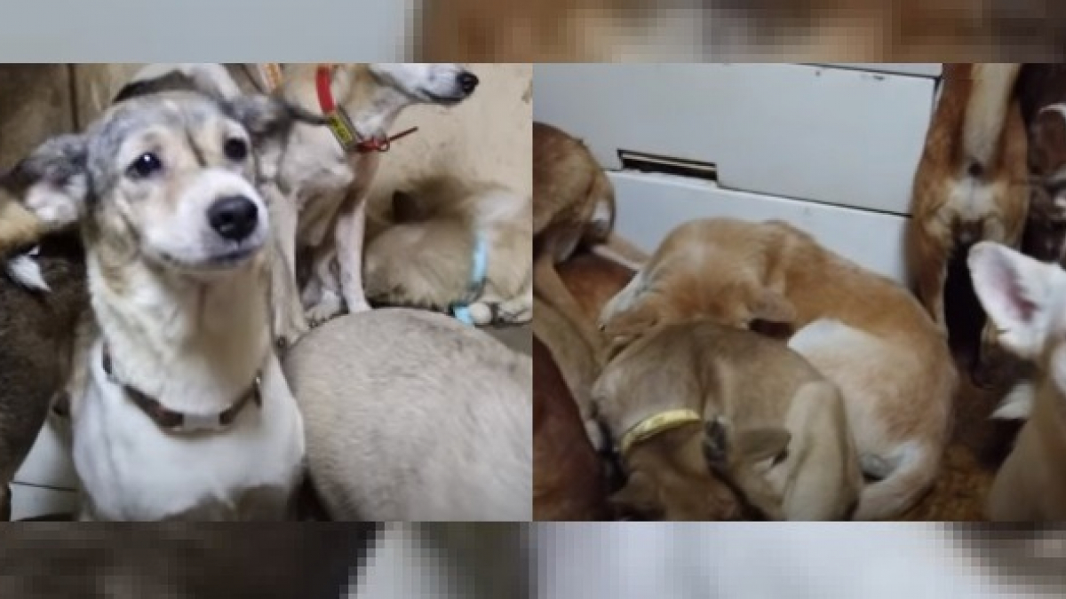 Illustration : "164 chiens retrouvés entassés dans une maison de 30m² au Japon : 