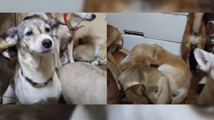 Illustration : 164 chiens retrouvés entassés dans une maison de 30m² au Japon : "ils recouvraient le sol" (Vidéo)