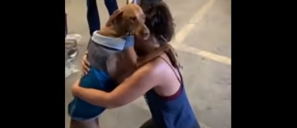 Illustration : "Dans l'incapacité de subvenir aux besoins de son chien, elle décide de le placer en refuge. 3 ans plus tard, les retrouvailles sont explosives ! (Vidéo)"
