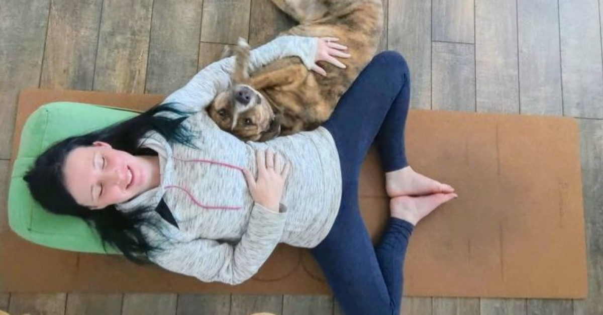 15 animaux qui ont compris les bienfaits du yoga et le pratiquent en duo avec leurs proprietaires