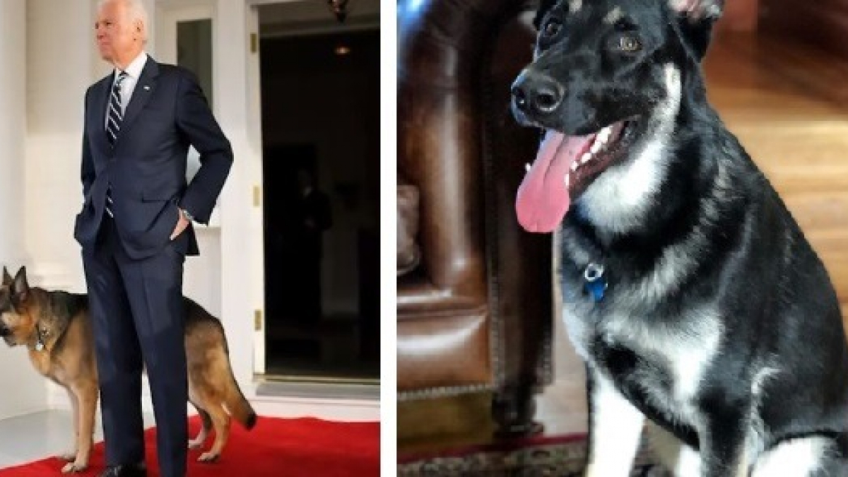 Illustration : "Élection présidentielle aux États-Unis : Joe Biden renoue avec la tradition et investit la Maison-Blanche accompagné de ses deux chiens ! "