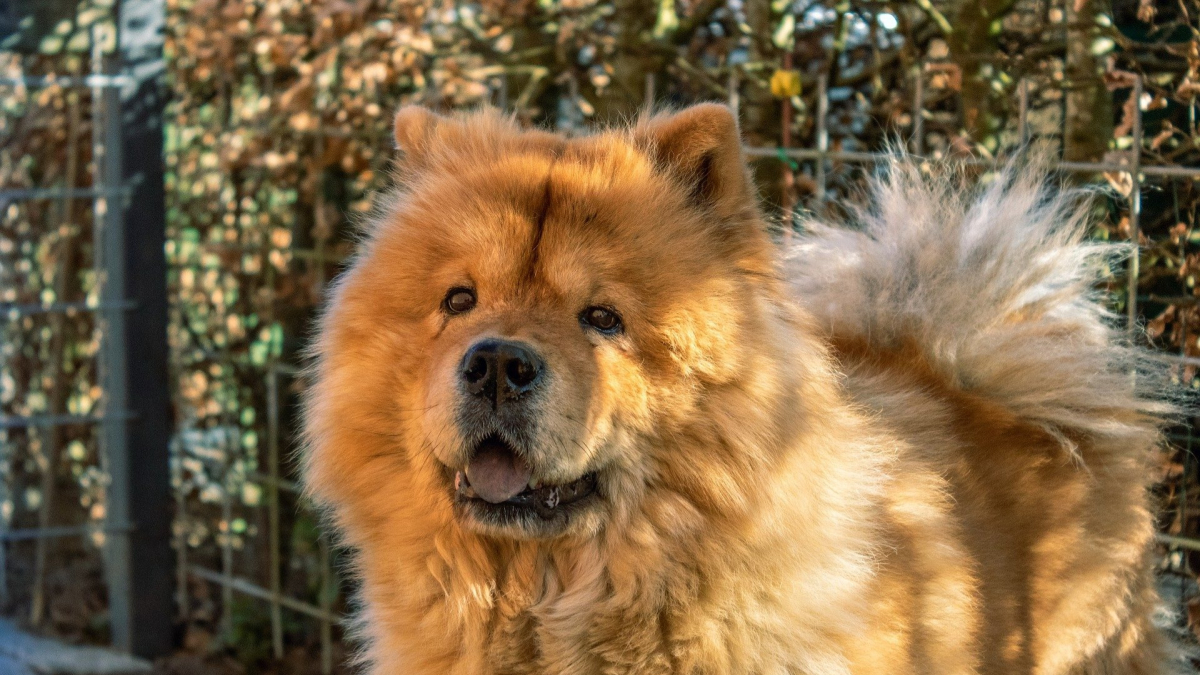 Illustration : "Alerté par d'étranges bruits provenant du jardin, un Chow-Chow fait fuir un cambrioleur présumé et sauve ses propriétaires ! "