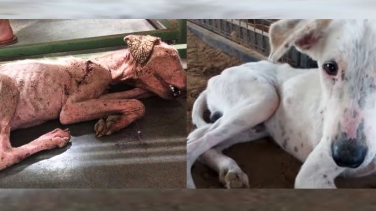 Illustration : "Abandonné dans un état critique, un chien touché par la gale et blessé se transforme grâce aux soins des vétérinaires !"