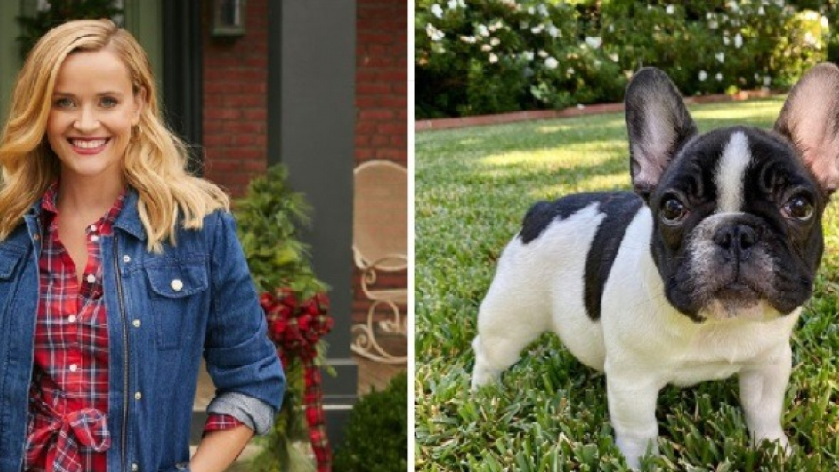 Illustration : "3 semaines après la perte de son chien, l'actrice américaine Reese Witherspoon nous présente Minnie Pearl, un Bouledogue Français !"