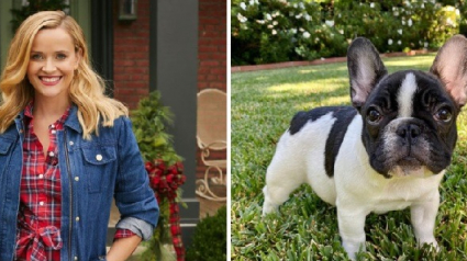 Illustration : 3 semaines après la perte de son chien, l'actrice américaine Reese Witherspoon nous présente Minnie Pearl, un Bouledogue Français !