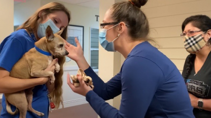 Illustration : 6 ans après avoir disparu à plus de 2 000 kilomètres, découvrez les émouvantes retrouvailles entre un chien et sa famille ! (Vidéo)