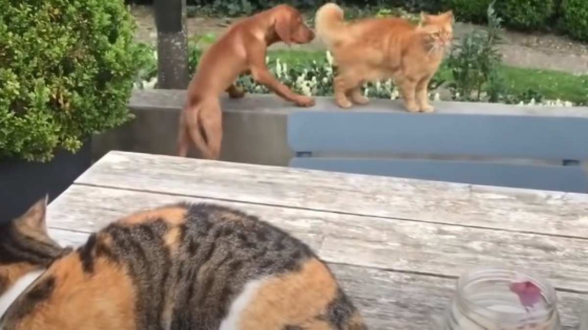 Illustration : "Incapable de laisser le chien de la famille se faire attaquer par un autre chat, il passe à l'attaque et le sauve ! (Vidéo)"