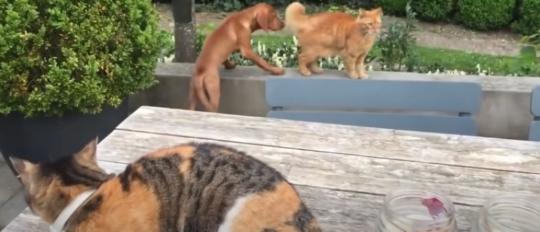 Incapable De Laisser Le Chien De La Famille Se Faire Attaquer Par Un Autre Chat Il Passe A L Attaque Et Le Sauve Video