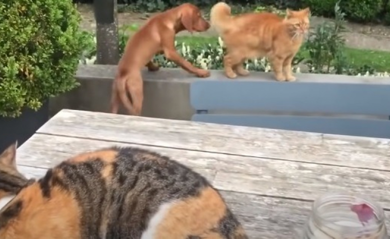 Incapable De Laisser Le Chien De La Famille Se Faire Attaquer Par Un Autre Chat Il Passe A L Attaque Et Le Sauve Video