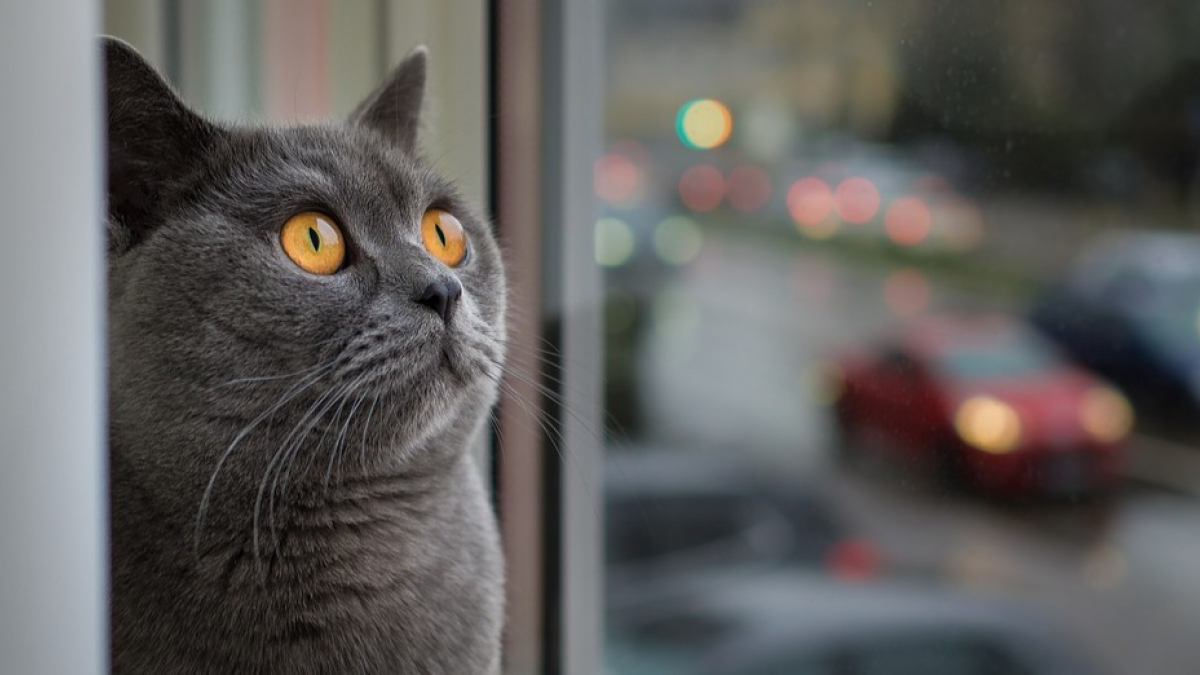 Illustration : "Qui en veut aux chats de Cazères ? La disparition inquiétante de 15 chats en une année sème la panique ! "