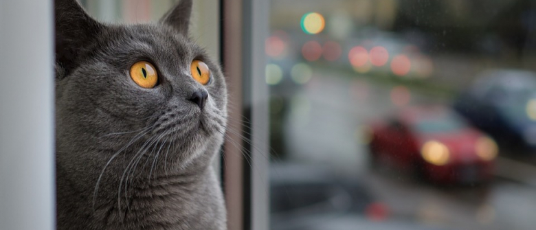 Qui En Veut Aux Chats De Cazeres La Disparition Inquietante De 15 Chats En Une Annee Seme La Panique