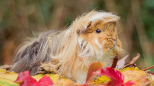 Illustration : "20 cochons d'Inde aux looks surprenants qui pourraient vous donner quelques conseils sur votre style capillaire"