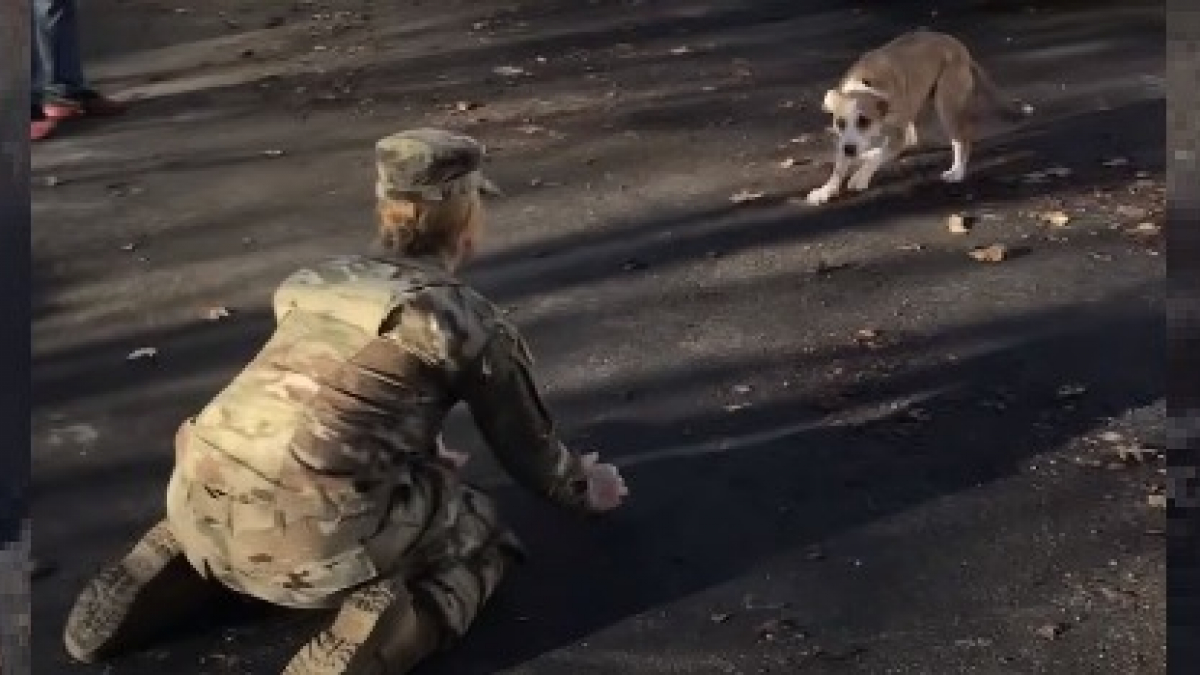 Illustration : "Incrédule face à l'arrivée d'une militaire dans son foyer, ce chien d'abord inquiet explose de joie quand il se rend compte qu'il s'agit de sa maîtresse ! (Vidéo)"