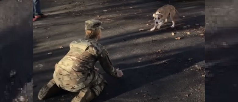 Illustration : "Incrédule face à l'arrivée d'une militaire dans son foyer, ce chien d'abord inquiet explose de joie quand il se rend compte qu'il s'agit de sa maîtresse ! (Vidéo)"